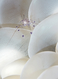 Raja Ampat 2019 - DSC06696_rc - Bubble coral shrimp - Crevette vir- Vir phillippinensis